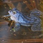 Moorfrosch-Männchen (Rana arvalis)