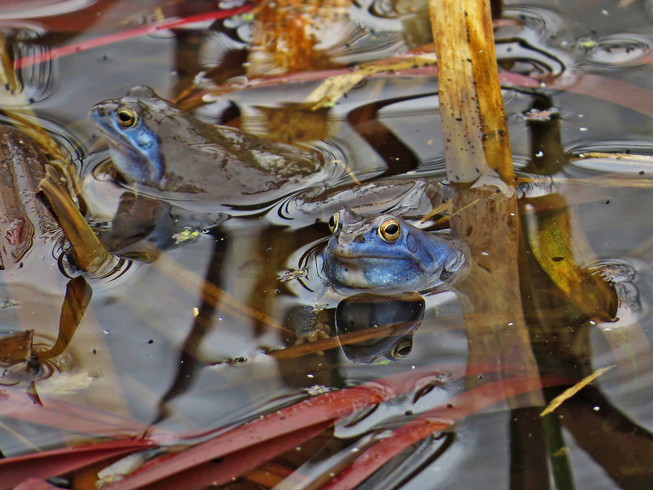 MOORFROSCH-MÄNNCHEN WERDEN BLAU