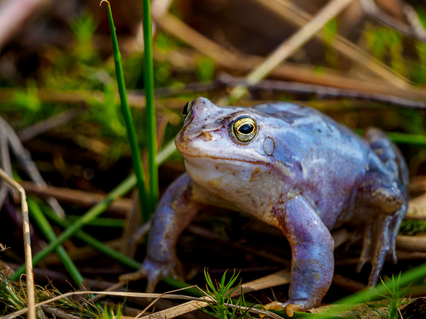 Moorfrosch (männlich)