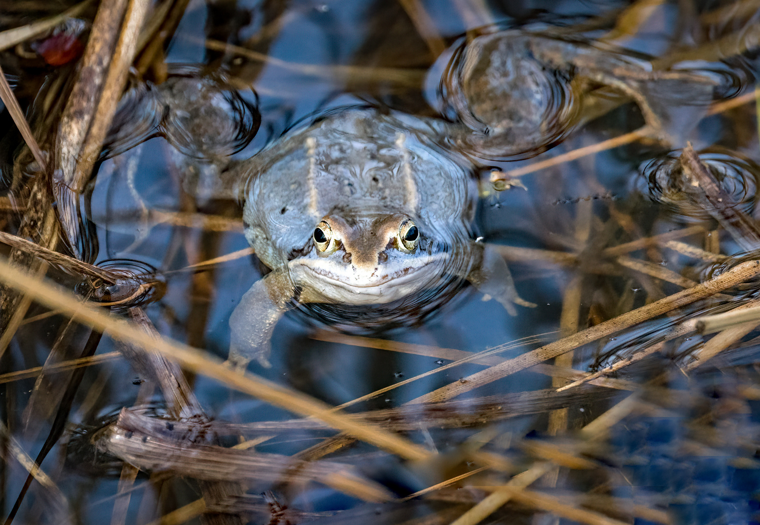 MOORFROSCH, männlich