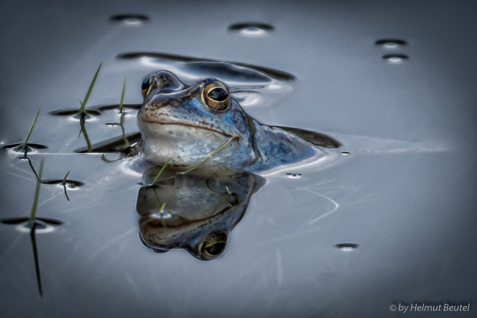 Moorfrosch- mal wieder blau.