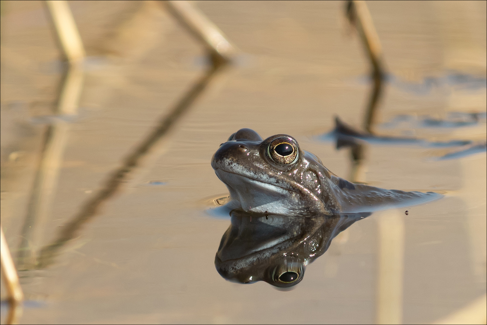 Moorfrosch mit Besuchern!