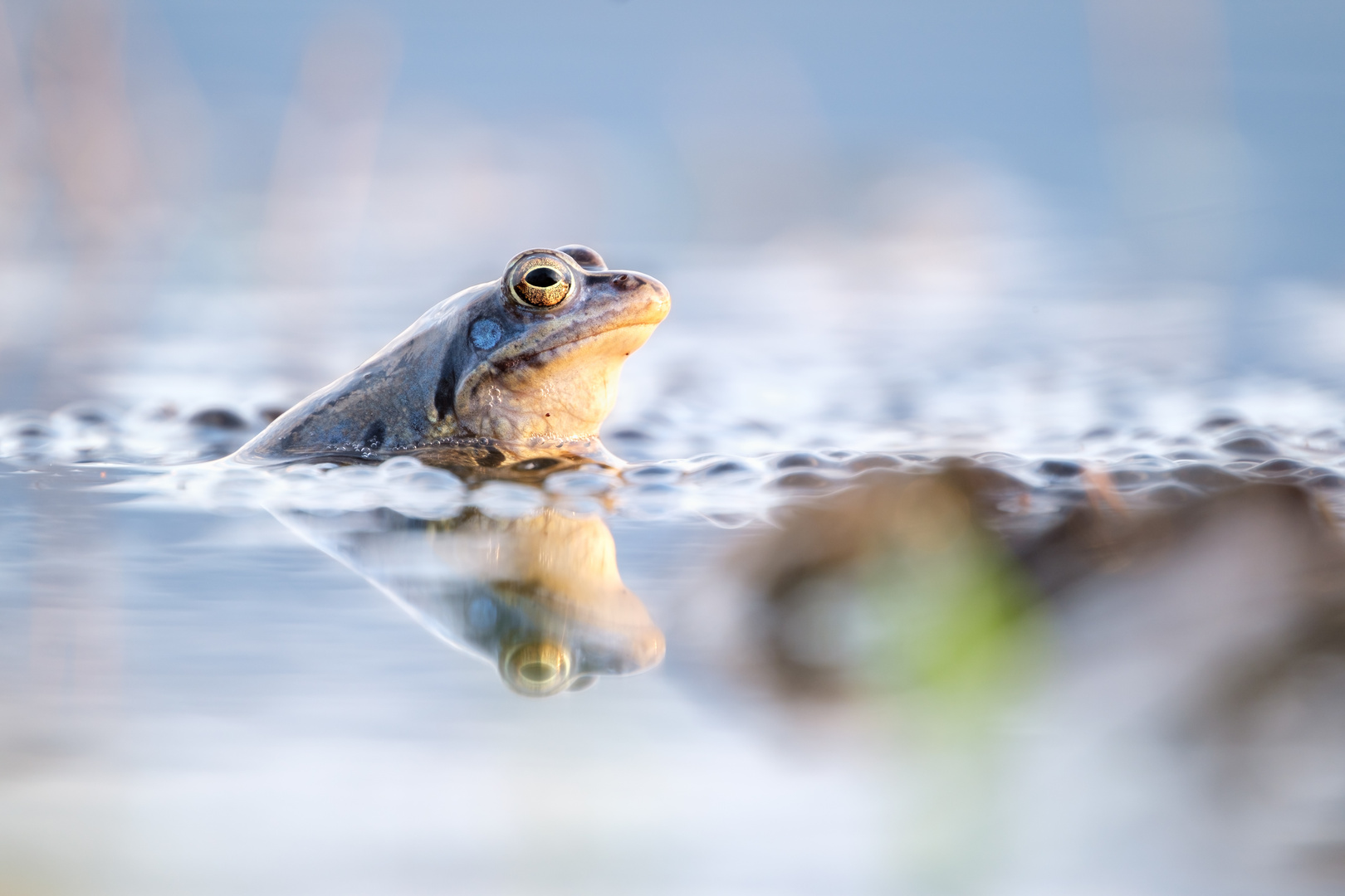 Moorfrosch mit Laich