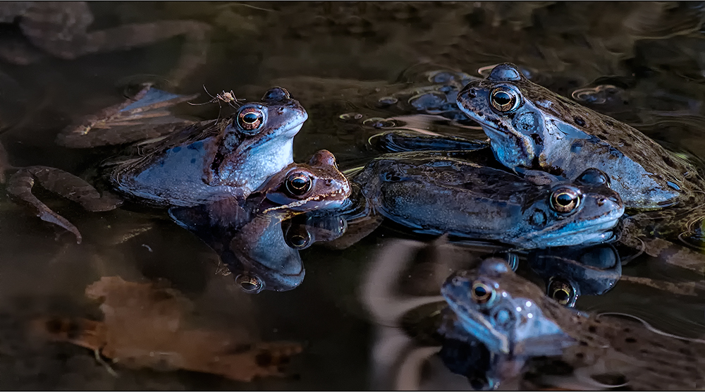 moorfrosch mit mücke auf dem kopf