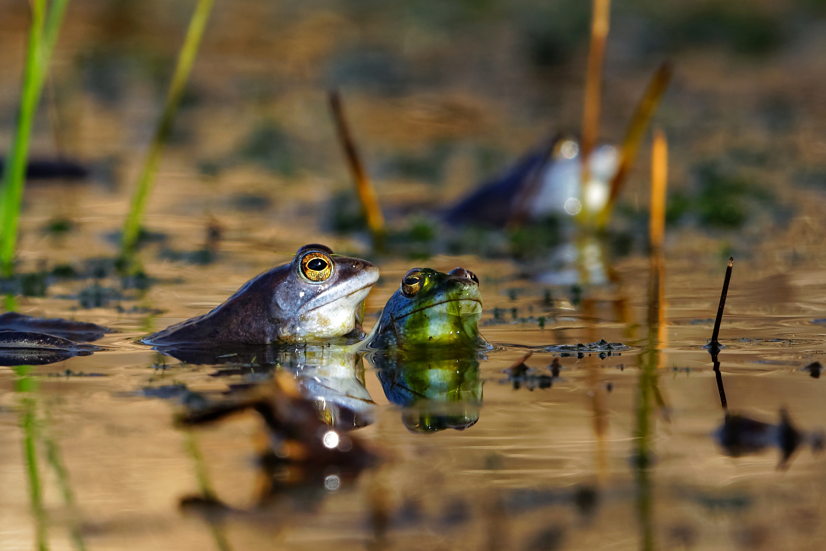 Moorfrosch mit verkleideter Prinzessin