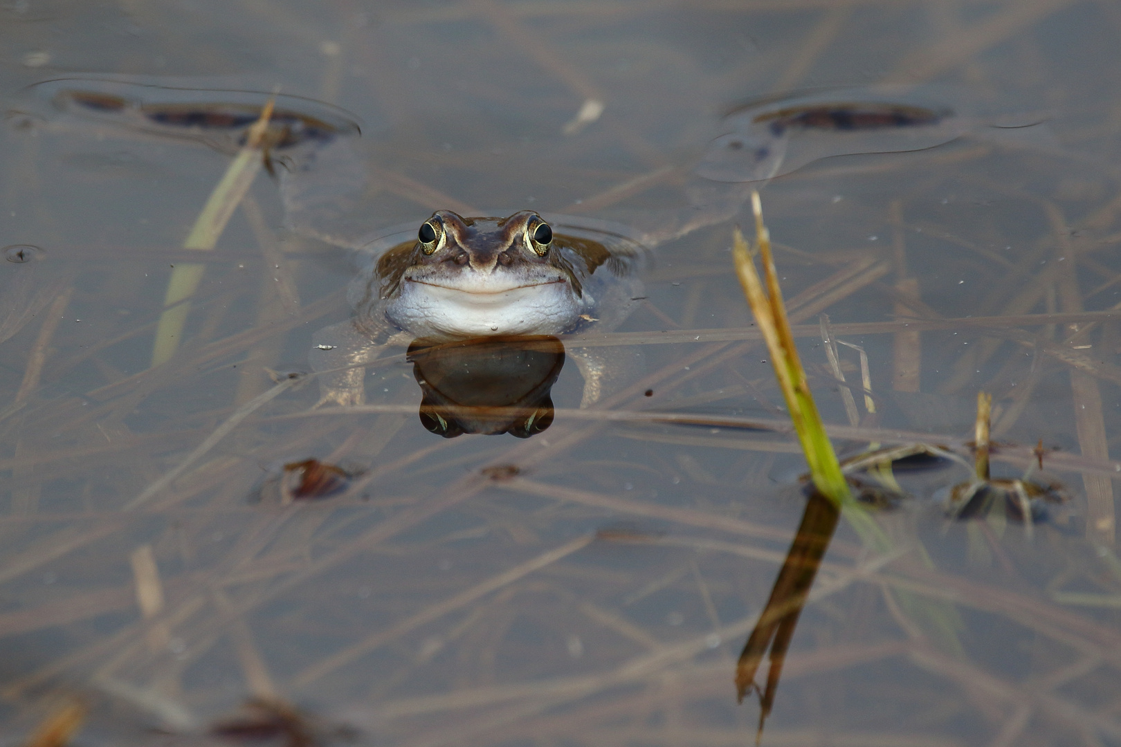 "Moorfrosch" - nicht Blau aber Grinsend