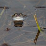 "Moorfrosch" - nicht Blau aber Grinsend