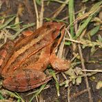 Moorfrosch oder Grasfrosch ?