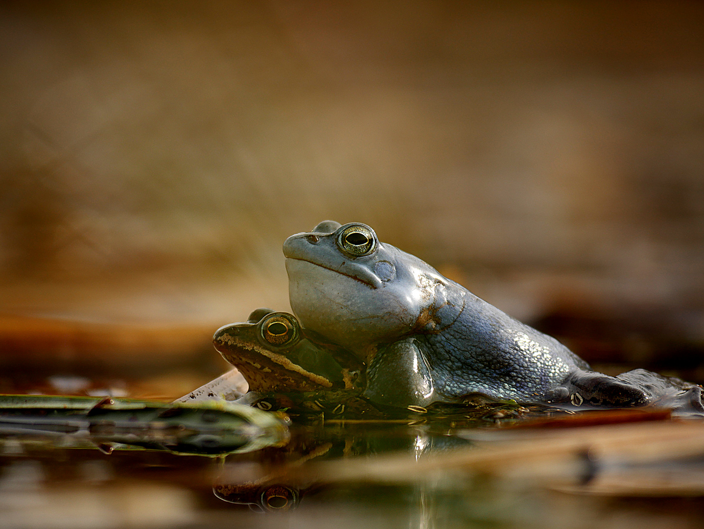 Moorfrosch - Paar