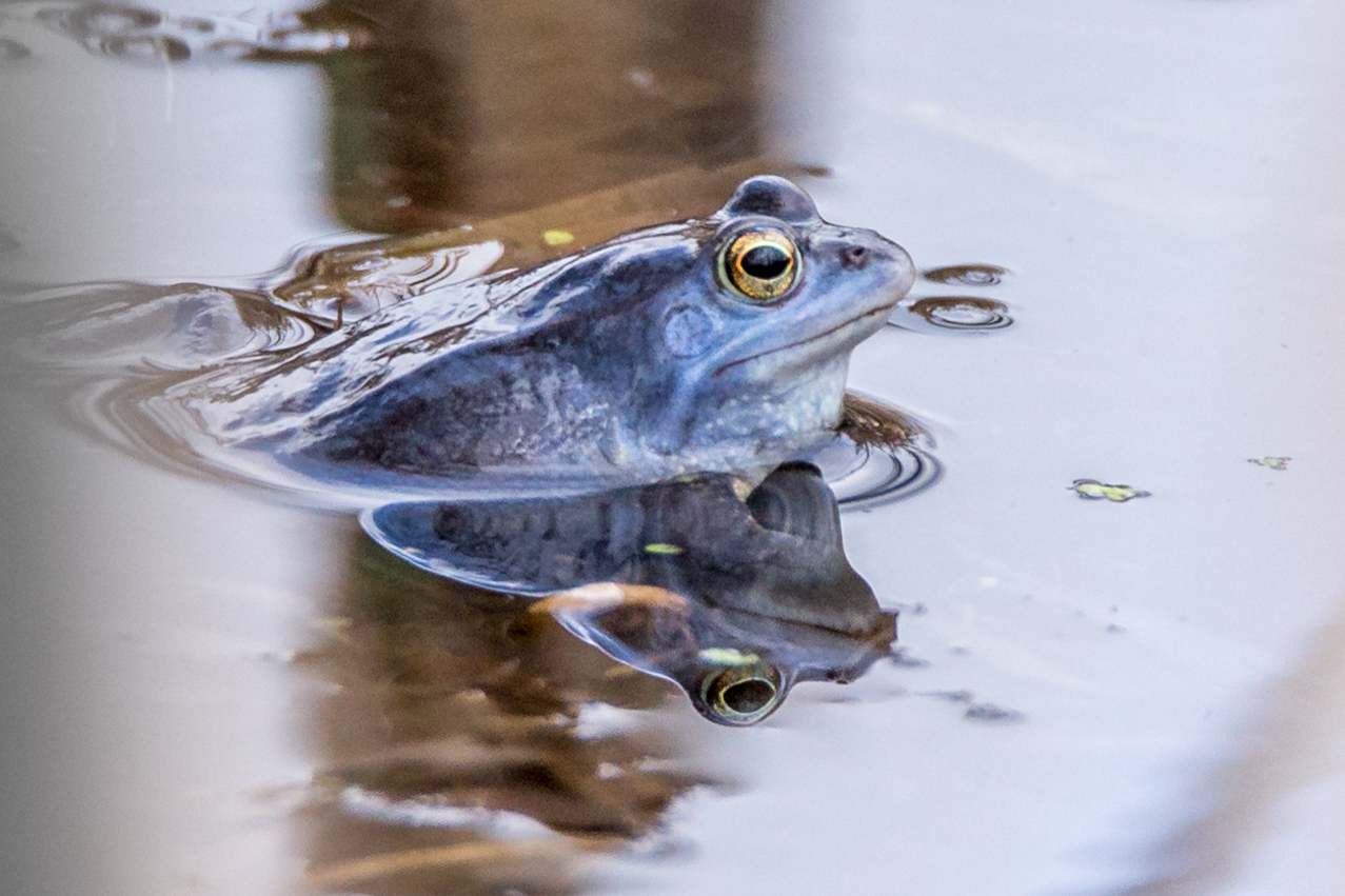 Moorfrosch (Rana arvalis)