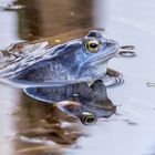 Moorfrosch (Rana arvalis)