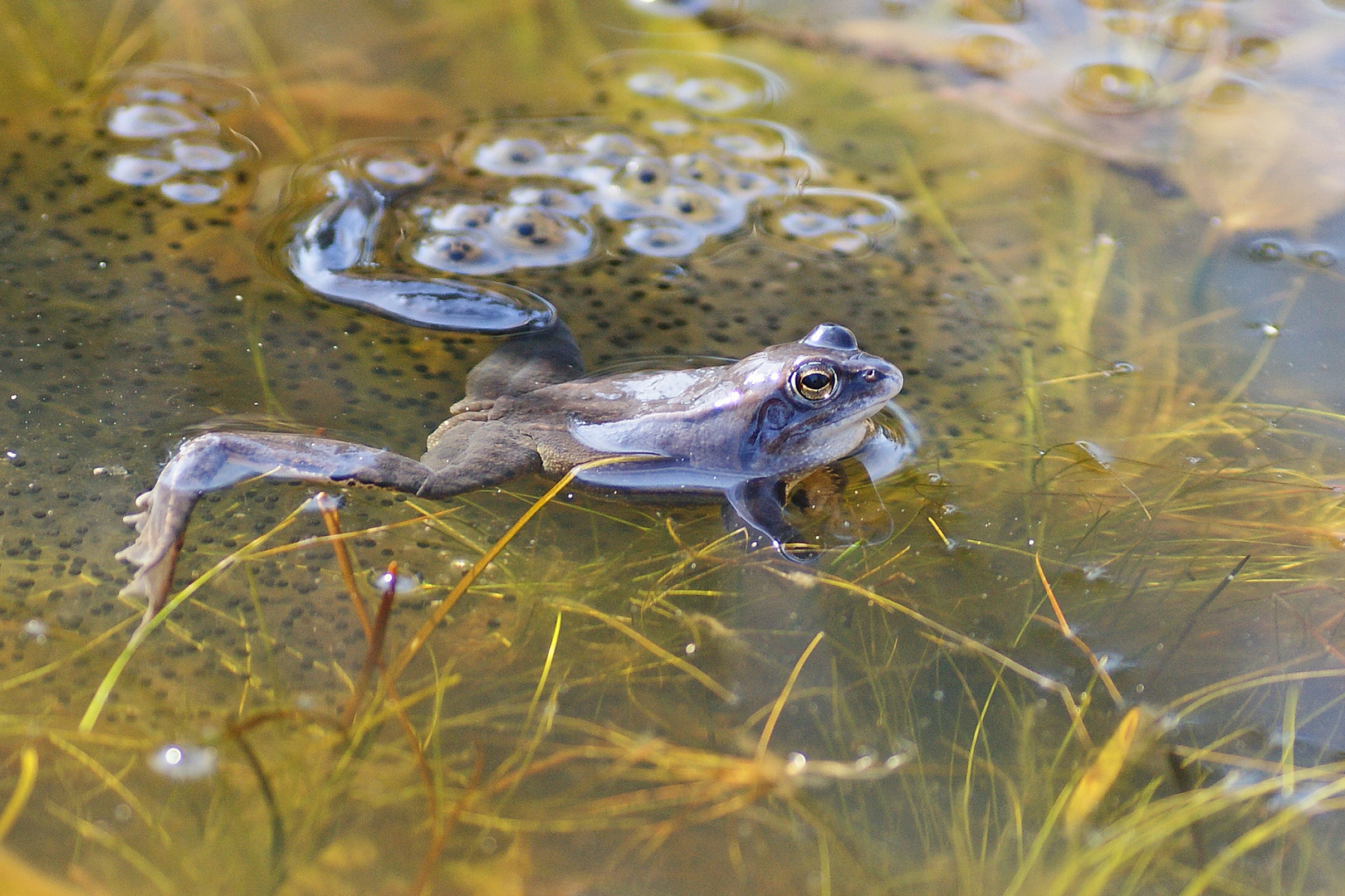 Moorfrosch (Rana arvalis)