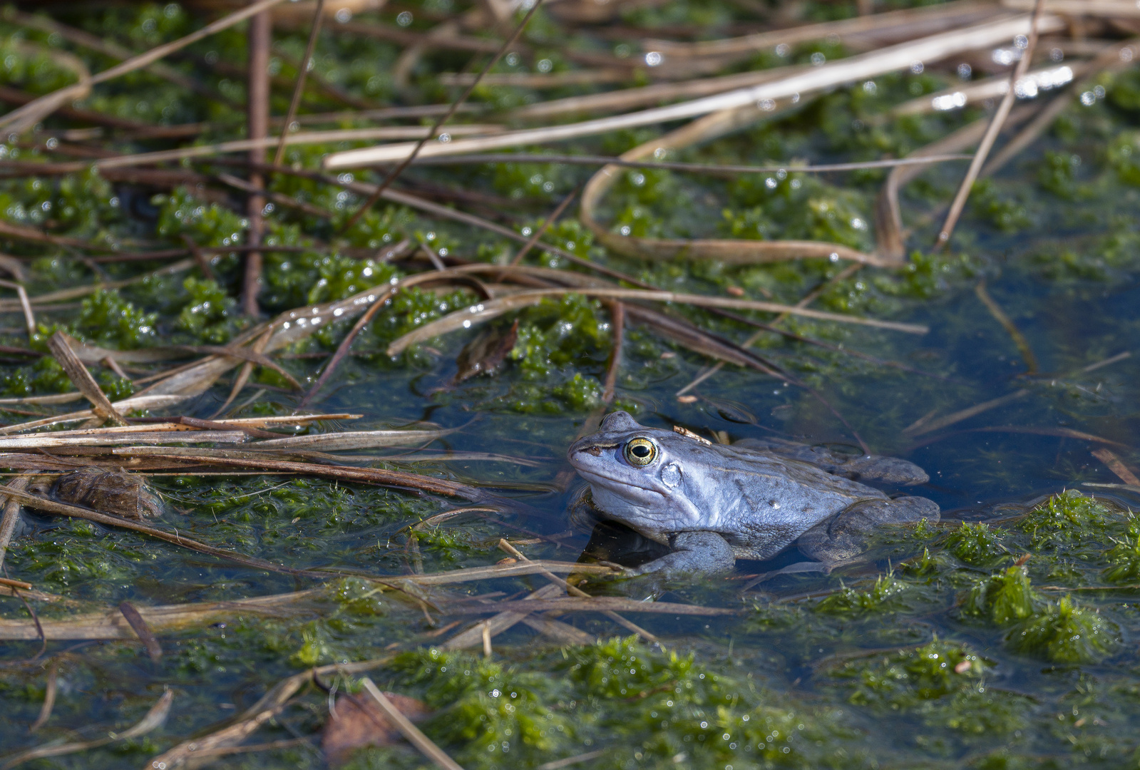 Moorfrosch (Rana arvalis)