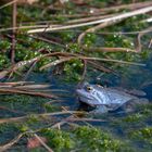 Moorfrosch (Rana arvalis)