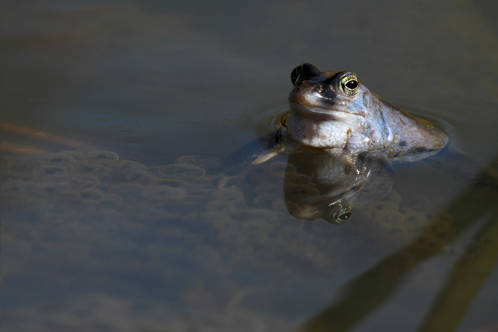 Moorfrosch (Rana arvalis)