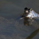 Moorfrosch (Rana arvalis)