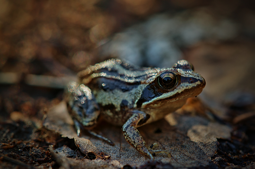 Moorfrosch ( Rana arvalis)???