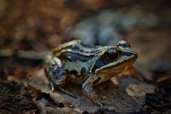 Moorfrosch ( Rana arvalis)???