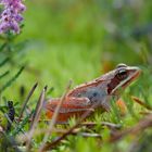 Moorfrosch (Rana arvalis)