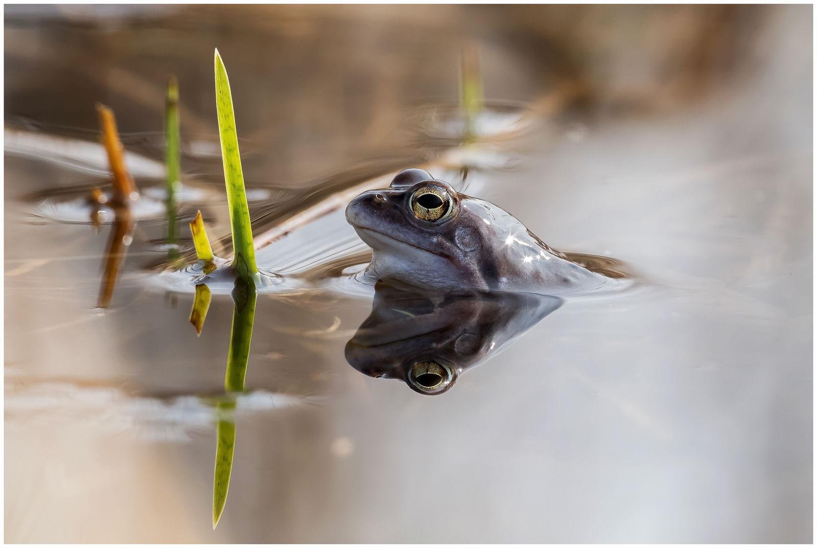 Moorfrosch (rana arvalis) 