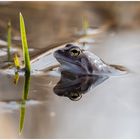 Moorfrosch (rana arvalis) 