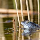  Moorfrosch (Rana arvalis)