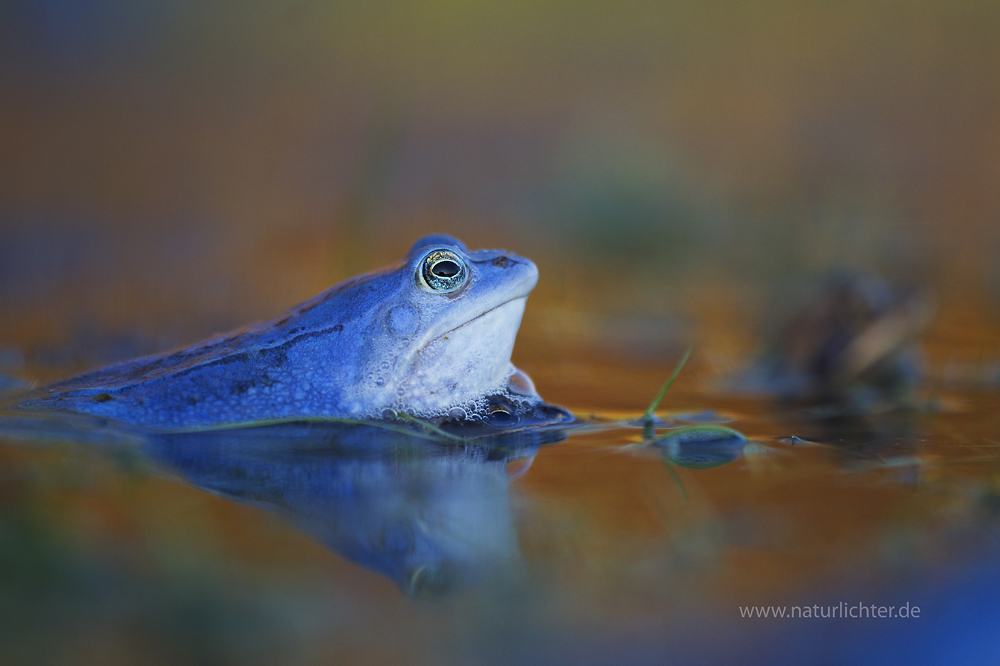 Moorfrosch (Rana arvalis), Balz