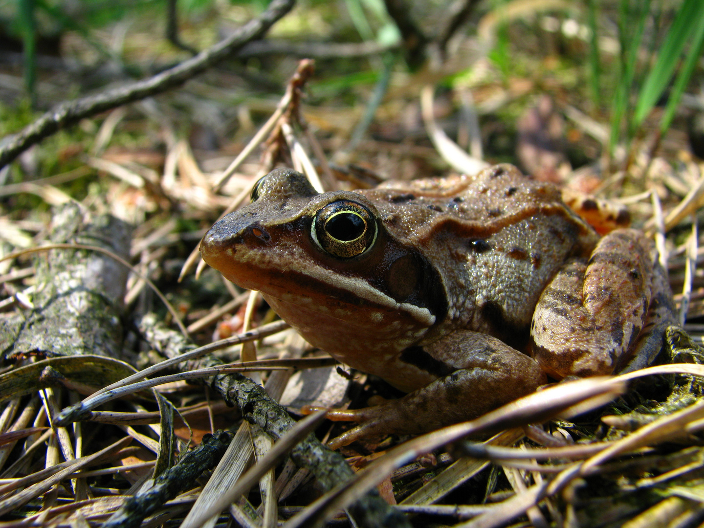 Moorfrosch (Rana arvalis)