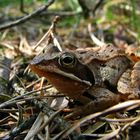 Moorfrosch (Rana arvalis)