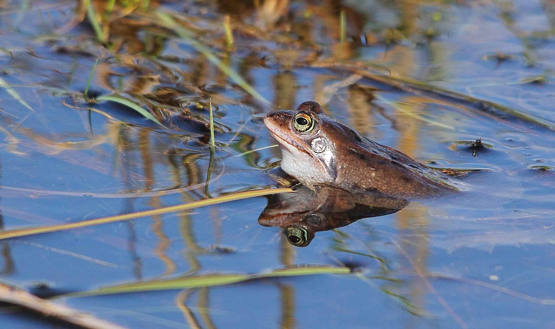 Moorfrosch (Rana arvalis)