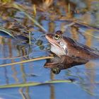 Moorfrosch (Rana arvalis)