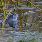 Moorfrosch ( Rana arvalis )