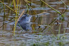 Moorfrosch ( Rana arvalis )