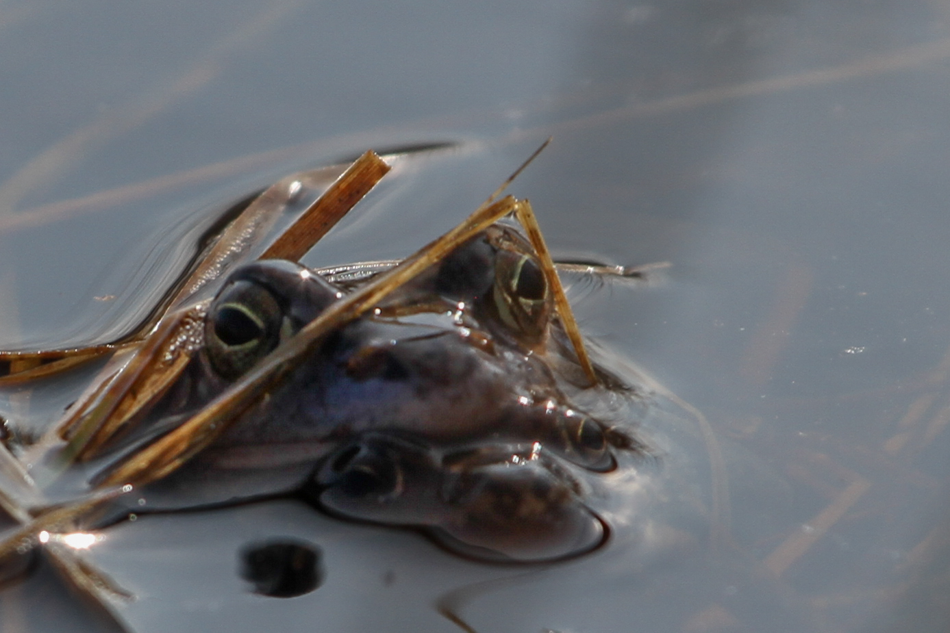 Moorfrosch (Rana arvalis)