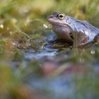 Moorfrosch (Rana arvalis)