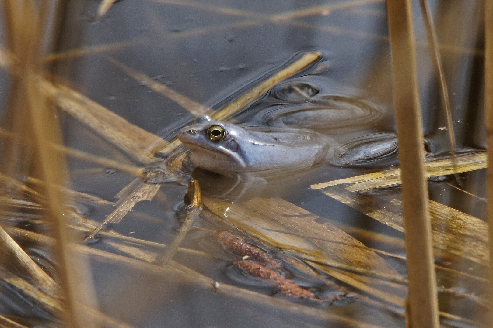 Moorfrosch (Rana arvalis), Männchen