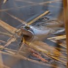 Moorfrosch (Rana arvalis), Männchen