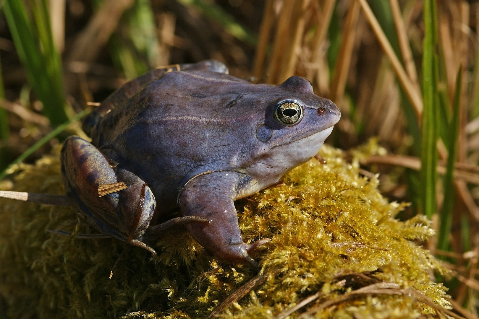 Moorfrosch (Rana arvalis), Männchen