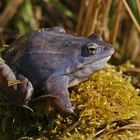 Moorfrosch (Rana arvalis), Männchen