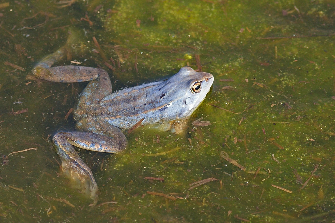 Moorfrosch (Rana arvalis), Männchen