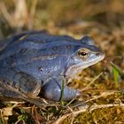 Moorfrosch (Rana arvalis), Männchen