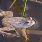 Moorfrosch (Rana arvalis), Männchen