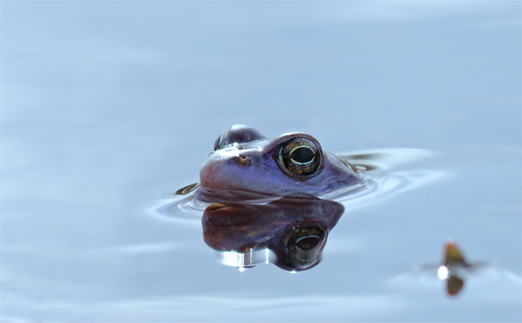 Moorfrosch - rana arvalis - Männchen 