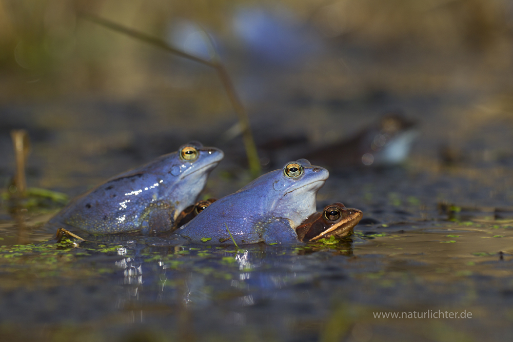 Moorfrosch (Rana arvalis), Paar