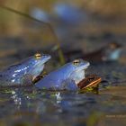 Moorfrosch (Rana arvalis), Paar