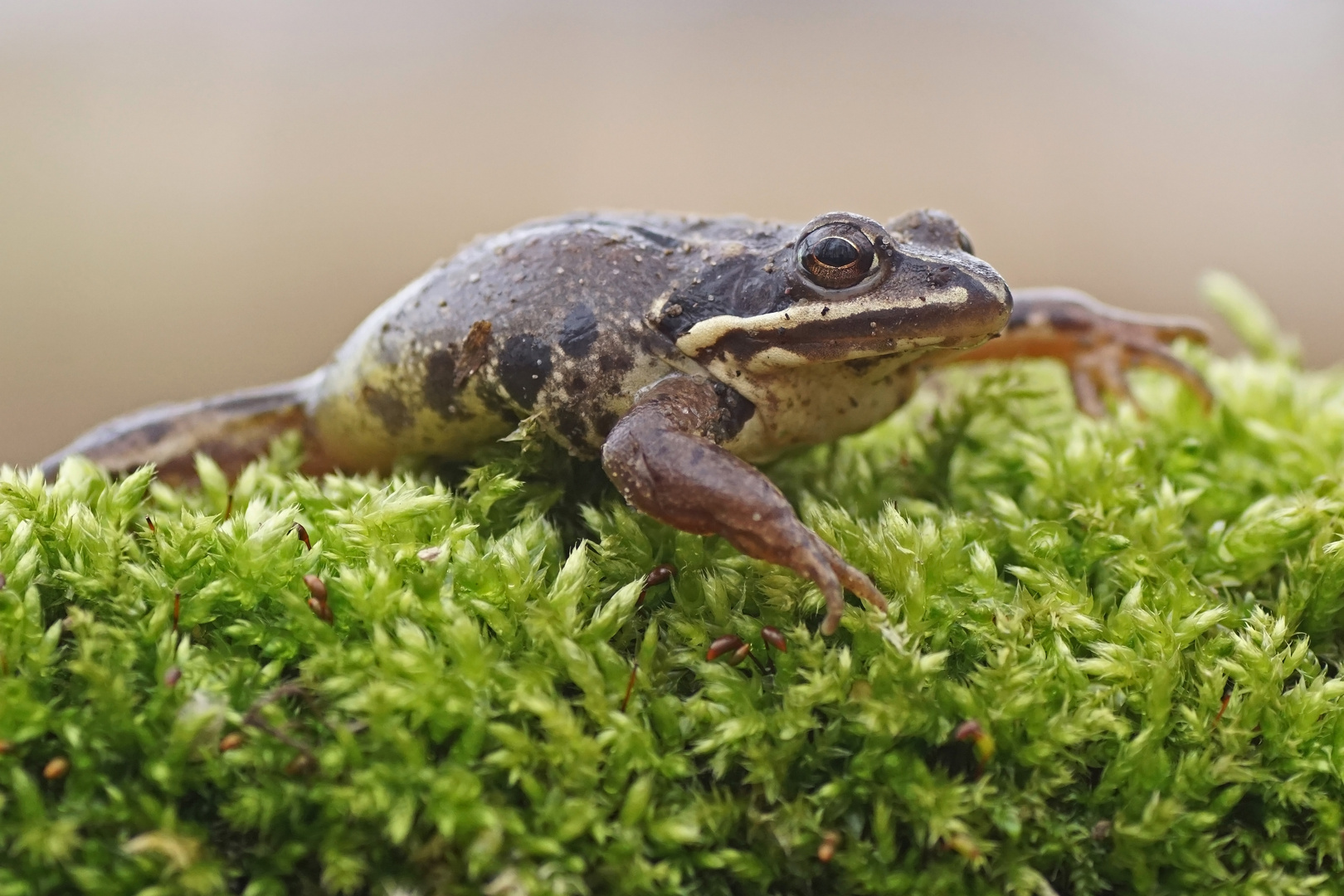 Moorfrosch (Rana arvalis), Weibchen