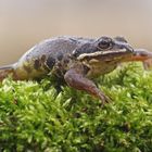 Moorfrosch (Rana arvalis), Weibchen