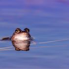 Moorfrosch ruht sich aus