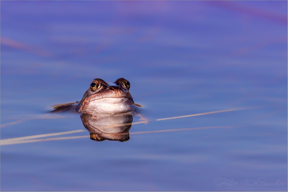 Moorfrosch ruht sich aus