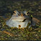 Moorfrosch und Linsen